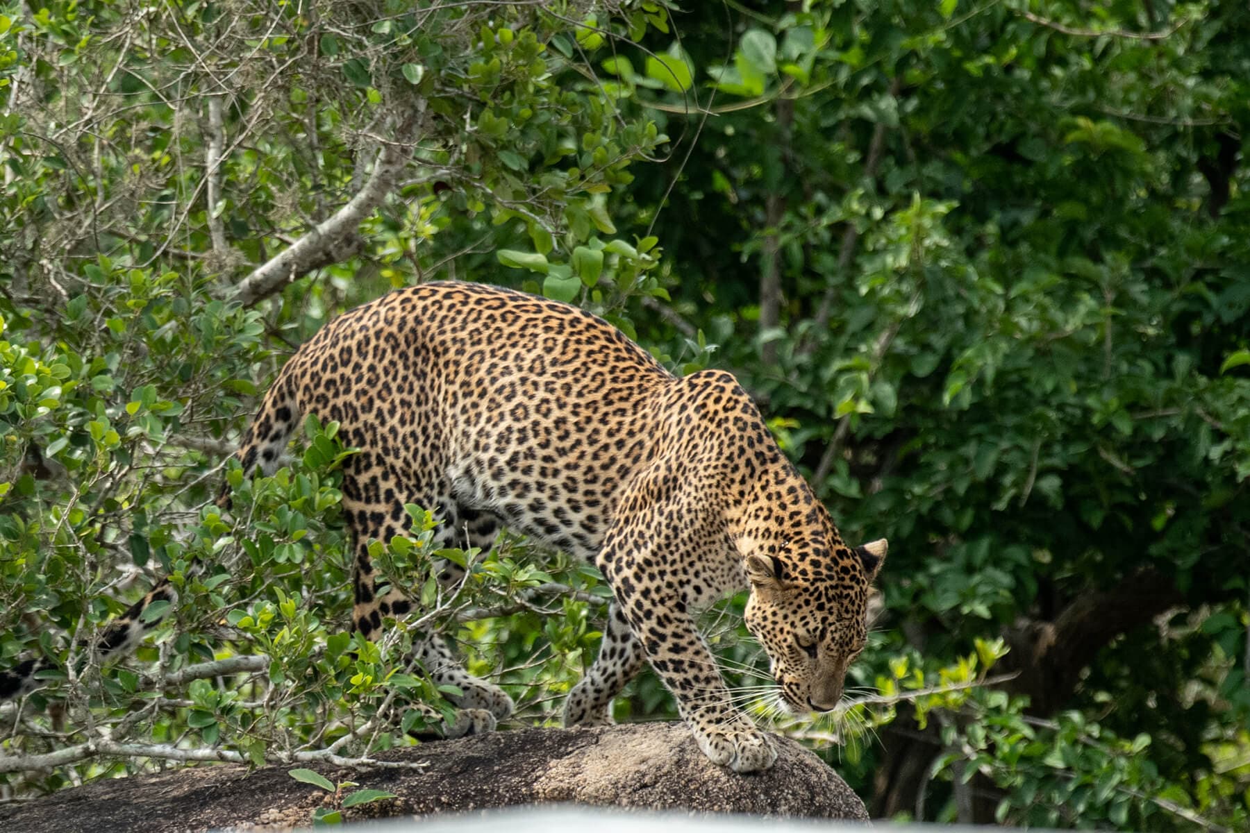 Wildlife in Sri Lanka: Intimate Safaris, Rare Species & Ethical Encounters