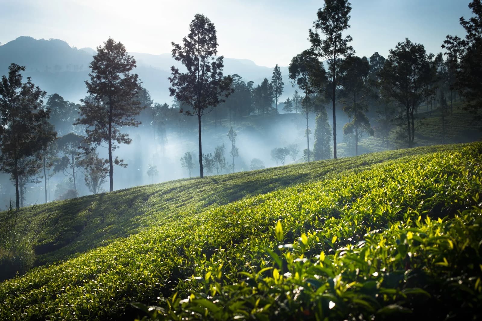 Sri Lanka's Hill Country: Tea, Trails & Timeless Elegance